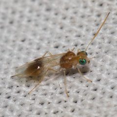 Chrysopophthorus americanus by (c) Ken-ichi Ueda, some rights reserved (CC BY), uploaded by Ken-ichi Ueda. Used under a CC-BY license.