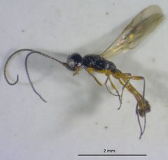 Coelinius by no rights reserved, uploaded by Adam Kranz. Used under a CC0 license.