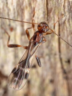 Spathius by (c) Saryu Mae 前 朝琉, some rights reserved (CC BY), uploaded by Saryu Mae 前 朝琉. Used under a CC-BY license.