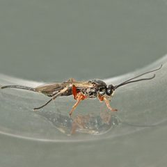 Earinus limitaris by (c) Bill Keim, some rights reserved (CC BY). Used under a CC-BY license.
