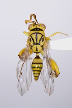 Conura maria by (c) Kyle Rossner, some rights reserved (CC BY), uploaded by Kyle Rossner. Used under a CC-BY license.