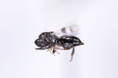 Hockeria micra by (c) Kyle Rossner, some rights reserved (CC BY), uploaded by Kyle Rossner. Used under a CC-BY license.