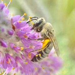 Colletes aberrans by (c) Michelle Orcutt, some rights reserved (CC BY), uploaded by Michelle Orcutt. Used under a CC-BY license.