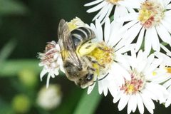 Colletes compactus compactus by (c) Amy Schnebelin, some rights reserved (CC BY), uploaded by Amy Schnebelin. Used under a CC-BY license.