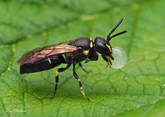 Hylaeus modestus by (c) Thilina Hettiarachchi, some rights reserved (CC BY), uploaded by Thilina Hettiarachchi. Used under a CC-BY license.