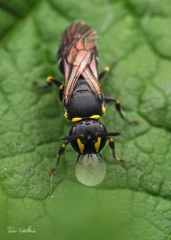 Hylaeus modestus by (c) Thilina Hettiarachchi, some rights reserved (CC BY), uploaded by Thilina Hettiarachchi. Used under a CC-BY license.