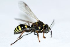 Gorytes atricornis by (c) Owen Strickland, some rights reserved (CC BY), uploaded by Owen Strickland. Used under a CC-BY license.