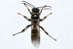 Gorytes atricornis by (c) Owen Strickland, some rights reserved (CC BY), uploaded by Owen Strickland. Used under a CC-BY license.