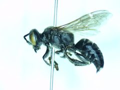 Tachytes pennsylvanicus by (c) Matt Pelikan, some rights reserved (CC BY), uploaded by Matt Pelikan. Used under a CC-BY license.