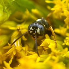 Cerceris deserta by (c) Michelle Orcutt, some rights reserved (CC BY), uploaded by Michelle Orcutt. Used under a CC-BY license.