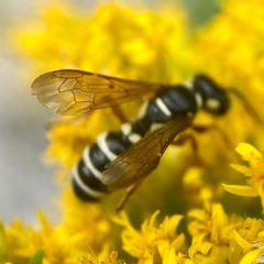 Cerceris deserta by (c) Michelle Orcutt, some rights reserved (CC BY), uploaded by Michelle Orcutt. Used under a CC-BY license.