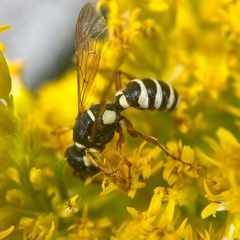 Cerceris deserta by (c) Michelle Orcutt, some rights reserved (CC BY), uploaded by Michelle Orcutt. Used under a CC-BY license.