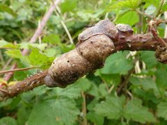 Diastrophus by (c) NATT-at-NKM, some rights reserved (CC BY). Used under a CC-BY license.