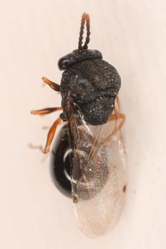 Pseudochalcura by (c) Trevor Van Loon, some rights reserved (CC BY), uploaded by Trevor Van Loon. Used under a CC-BY license.