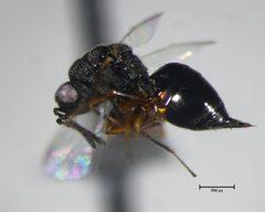 Eurytoma discordans by (c) Nathan Earley, some rights reserved (CC BY), uploaded by Nathan Earley. Used under a CC-BY license.