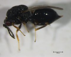 Eurytoma longavena by (c) Nathan Earley, some rights reserved (CC BY), uploaded by Nathan Earley. Used under a CC-BY license.