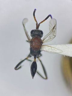 Evaniella by (c) Kyle Rossner, some rights reserved (CC BY), uploaded by Kyle Rossner. Used under a CC-BY license.