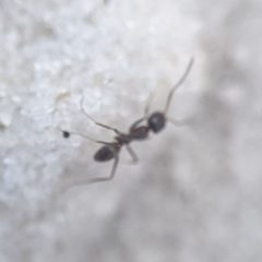 Dorymyrmex grandulus by no rights reserved, uploaded by cgmayers. Used under a CC0 license.