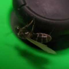 Dorymyrmex grandulus by no rights reserved, uploaded by cgmayers. Used under a CC0 license.