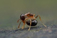 Technomyrmex by (c) Jonghyun Park, some rights reserved (CC BY), uploaded by Jonghyun Park. Used under a CC-BY license.