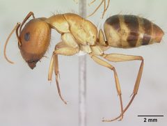 Camponotus microps by (c)
April Nobile, some rights reserved (CC BY). Used under a CC-BY license.