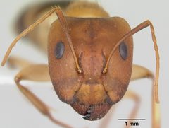 Camponotus microps by (c) 
April Nobile, some rights reserved (CC BY). Used under a CC-BY license.