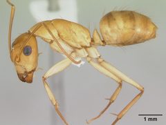 Camponotus microps by (c)
April Nobile, some rights reserved (CC BY). Used under a CC-BY license.