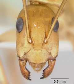 Camponotus microps by (c)
April Nobile, some rights reserved (CC BY). Used under a CC-BY license.