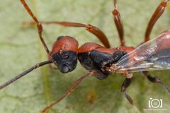 Polyergus longicornis by no rights reserved, uploaded by Lyn Roueche. Used under a CC0 license.