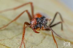 Polyergus longicornis by no rights reserved, uploaded by Lyn Roueche. Used under a CC0 license.