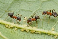 Lasius emarginatus by (c) Jonghyun Park, some rights reserved (CC BY), uploaded by Jonghyun Park. Used under a CC-BY license.