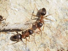 Lasius emarginatus by (c) Michael Knapp, some rights reserved (CC BY), uploaded by Michael Knapp. Used under a CC-BY license.