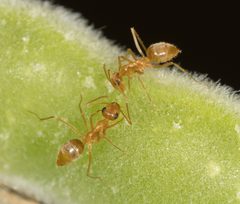 Myrmecocystus testaceus by no rights reserved, uploaded by Jesse Rorabaugh. Used under a CC0 license.