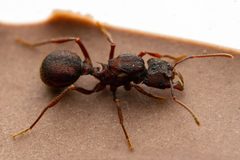 Acromyrmex by (c) Jake Nitta, some rights reserved (CC BY), uploaded by Jake Nitta. Used under a CC-BY license.