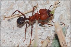 Acromyrmex by (c) RAP, some rights reserved (CC BY), uploaded by RAP. Used under a CC-BY license.