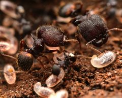Pheidole by no rights reserved, uploaded by Philipp Hoenle. Used under a CC0 license.
