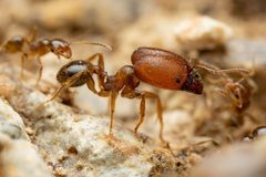 Pheidole pilifera by (c) Jake Nitta, some rights reserved (CC BY), uploaded by Jake Nitta. Used under a CC-BY license.