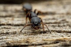 Leptothorax by (c) Jake Nitta, some rights reserved (CC BY), uploaded by Jake Nitta. Used under a CC-BY license.