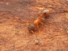 Leptothorax by no rights reserved, uploaded by Philipp Hoenle. Used under a CC0 license.
