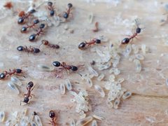 Leptothorax by (c) Михаил Языков, some rights reserved (CC BY), uploaded by Михаил Языков. Used under a CC-BY license.