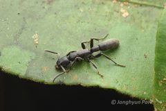 Platythyrea by (c) Jonghyun Park, some rights reserved (CC BY), uploaded by Jonghyun Park. Used under a CC-BY license.