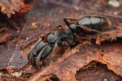 Pachycondyla harpax by (c) Jonghyun Park, some rights reserved (CC BY), uploaded by Jonghyun Park. Used under a CC-BY license.