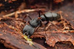Pachycondyla harpax by (c) Jonghyun Park, some rights reserved (CC BY), uploaded by Jonghyun Park. Used under a CC-BY license.