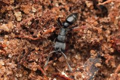 Pachycondyla harpax by (c) Jonghyun Park, some rights reserved (CC BY), uploaded by Jonghyun Park. Used under a CC-BY license.