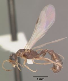 Pseudomyrmex ejectus by (c) April Nobile, some rights reserved (CC BY). Used under a CC-BY license.