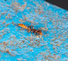 Pseudomyrmex gracilis by (c) portioid, some rights reserved (CC BY), uploaded by portioid. Used under a CC-BY license.