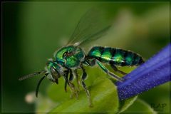 Pseudaugochlora graminea by (c) RAP, some rights reserved (CC BY), uploaded by RAP. Used under a CC-BY license.
