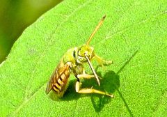 Agapostemon nasutus by (c) Francisco Farriols Sarabia, some rights reserved (CC BY), uploaded by Francisco Farriols Sarabia. Used under a CC-BY license.
