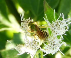Agapostemon nasutus by (c) Francisco Farriols Sarabia, some rights reserved (CC BY), uploaded by Francisco Farriols Sarabia. Used under a CC-BY license.
