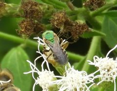 Agapostemon nasutus by (c) Francisco Farriols Sarabia, some rights reserved (CC BY), uploaded by Francisco Farriols Sarabia. Used under a CC-BY license.
